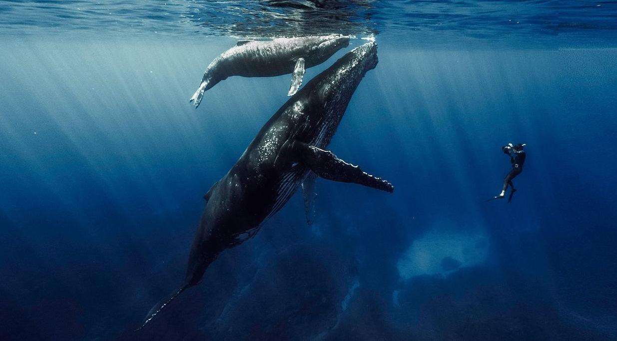 Whales in Reunion