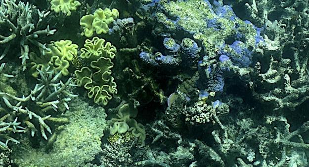 Great Barrier Reef