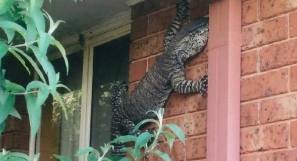 Central Australia fauna